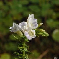 Limnophila aquatica (Roxb.) Alston